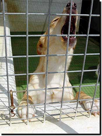 Stray dog, PAWS, Spain